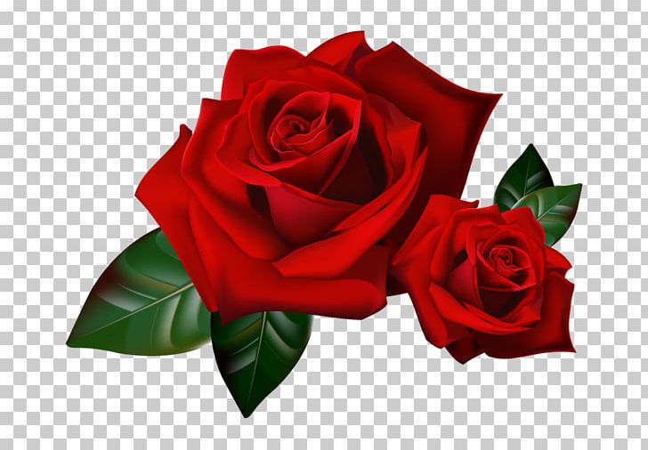 Garden Roses Flower Portable Network Graphics PNG, Clipart, Cut Flowers, Desktop Wallpaper, Drawing, Floral Design, Floribunda Free PNG Download