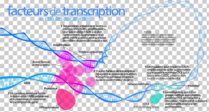 Transcription Factor Activator Enhancer DNA PNG, Clipart,  Free PNG Download
