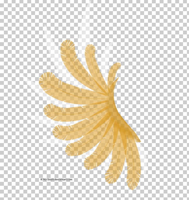 Close-up PNG, Clipart, Closeup, Flower, Petal, White Wings, Wing Free PNG Download