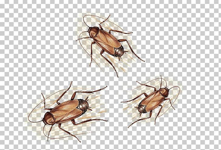 Fly Cockroach Insect Coffee Product Design PNG, Clipart, Animal, Arthropod, Black, Black Pepper, Brown Free PNG Download