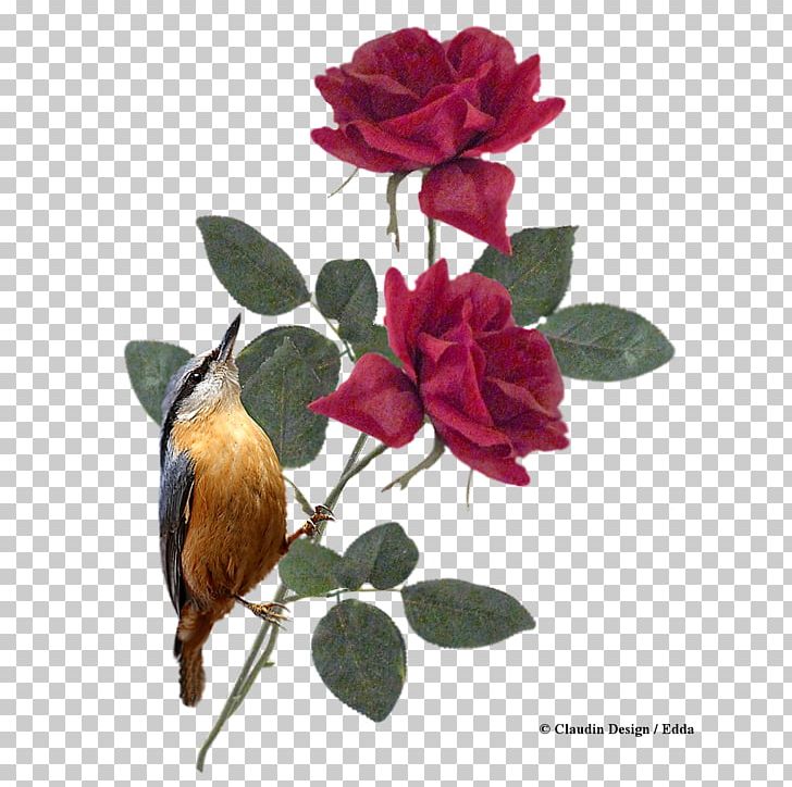 Garden Roses Cabbage Rose Cut Flowers PNG, Clipart, Art, Bird, Blume, Branch, Cut Flowers Free PNG Download