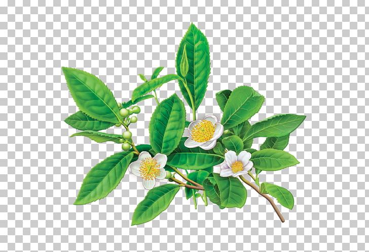 Green Tea Flowering Tea Tea Bag Herbal Tea PNG, Clipart, Bigelow Tea Company, Celestial Seasonings, Flower, Flowering Tea, Food Free PNG Download