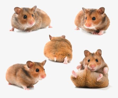 Hamsters PNG, Clipart, Animals, Cute, Cute Animals, Hamsters Clipart, Little Free PNG Download