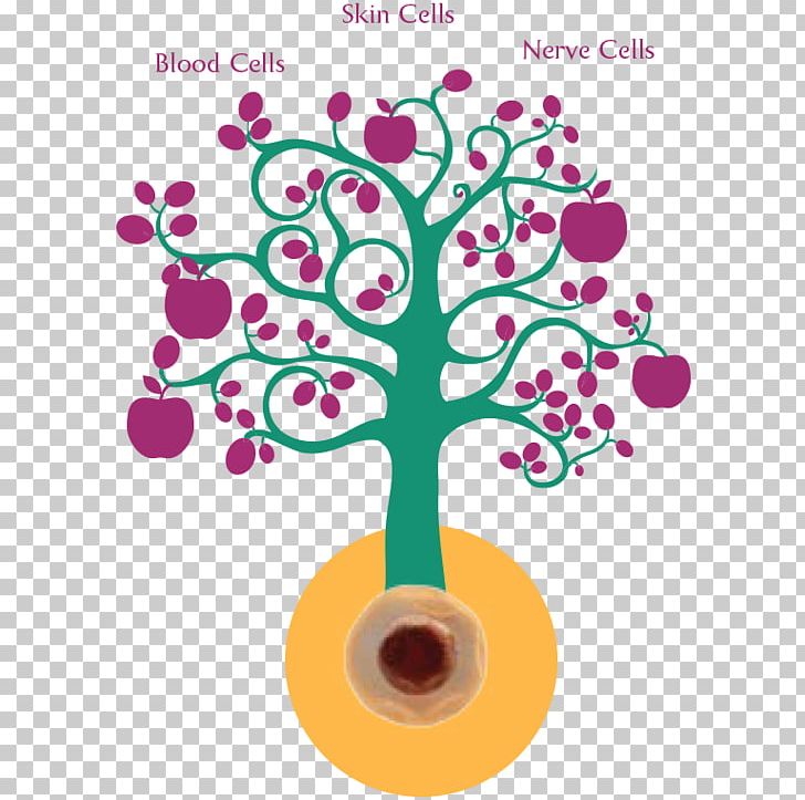 The Stem Cell Debate Cord Blood Stem Cell Controversy PNG, Clipart, Amniotic Stem Cell Bank, Blood, Blood Cell, Cell, Cord Blood Free PNG Download