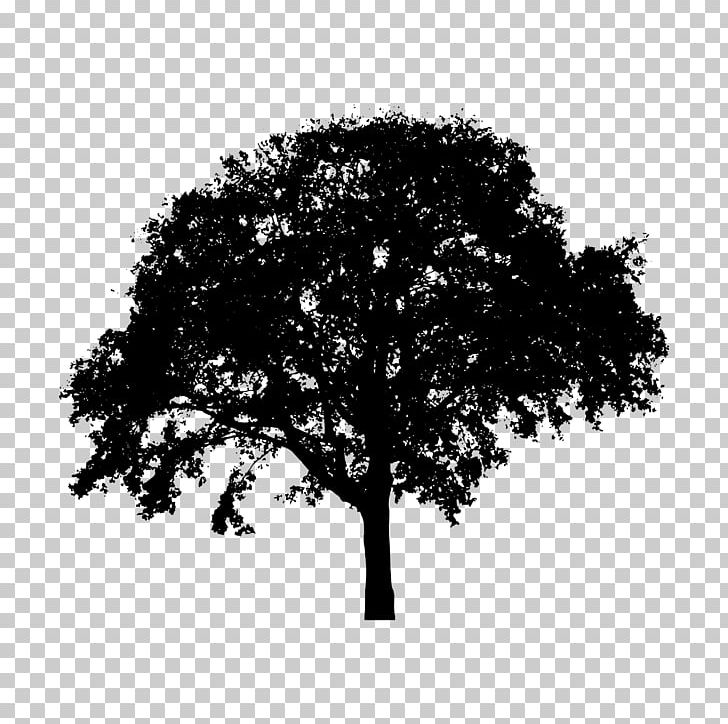 Tree Silhouette PNG, Clipart, Black And White, Branch, Clip Art, Desktop Wallpaper, Drawing Free PNG Download