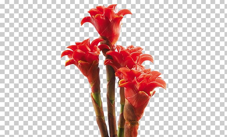 Canna Costus Ginger Family Heliconia Bihai Heliconia Chartacea PNG, Clipart, Bird Of Paradise Flower, Canna, Canna Family, Canna Lily, Colombian Free PNG Download