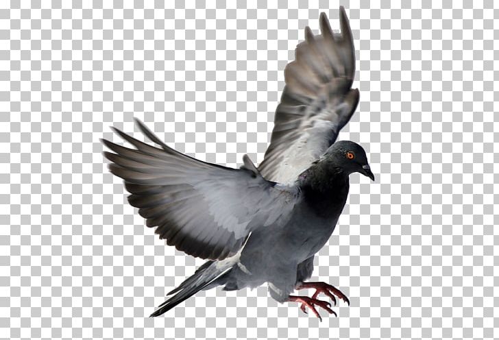 Columbidae Homing Pigeon Squab Bird Racing Homer PNG, Clipart, Animal, Animals, Beak, Bird, Columbidae Free PNG Download