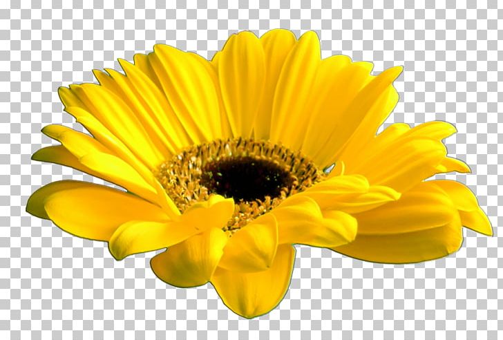 Cut Flowers Common Daisy Yellow PNG, Clipart, Common Daisy, Common Sunflower, Computer Icons, Cut Flowers, Daisy Family Free PNG Download