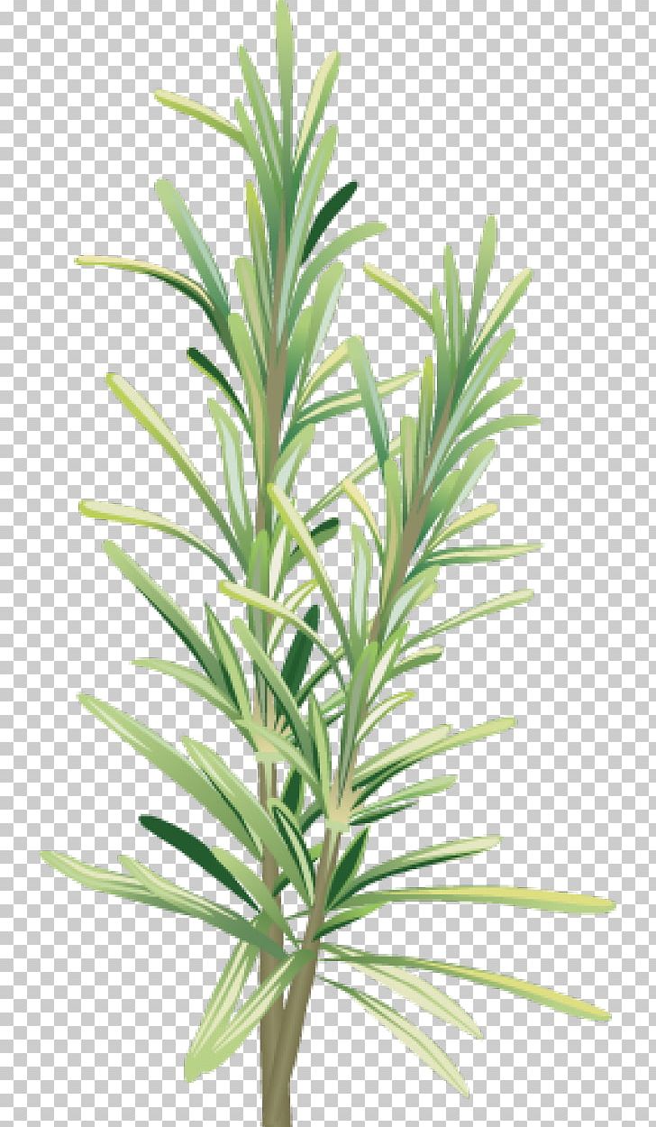 Rosemary Alecrim Herb Spice PNG, Clipart, Alecrim, Clip Art, Computer Icons, Herb, Herbalism Free PNG Download
