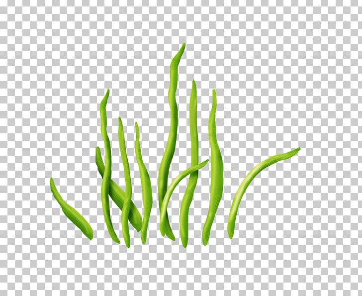 Seaweed Aquatic Plants PNG, Clipart, Advanced Photoshop, Aquatic Plants, Clip Art, Commodity, Grass Free PNG Download
