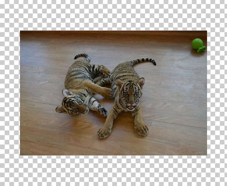 Virginia Zoological Park Cat Baby Tigers Malayan Tiger Lion PNG, Clipart, Animals, Baby Tigers, Bengal Tiger, Carnivora, Carnivoran Free PNG Download