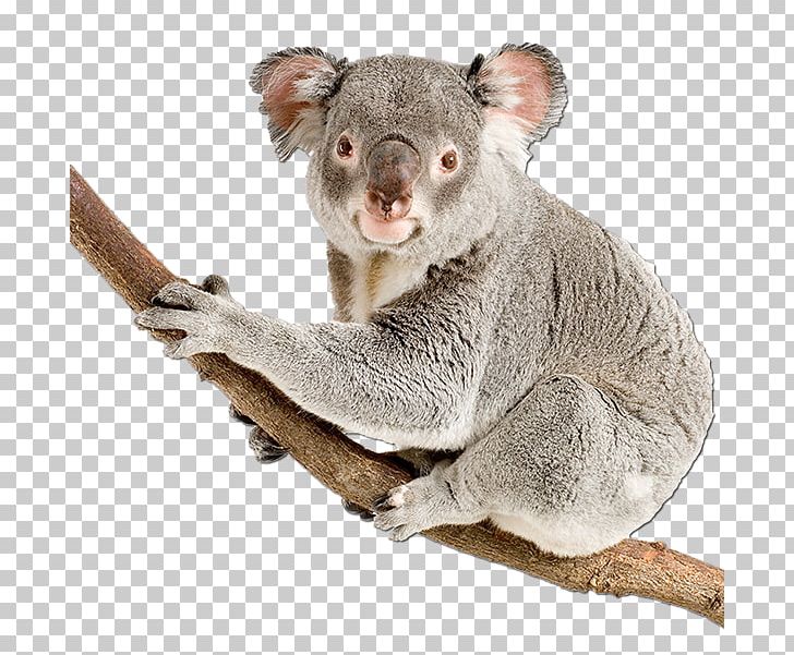 Koala Bear Stock Photography Australia PNG, Clipart, Animals, Australia, Bear, Cuteness, Depositphotos Free PNG Download