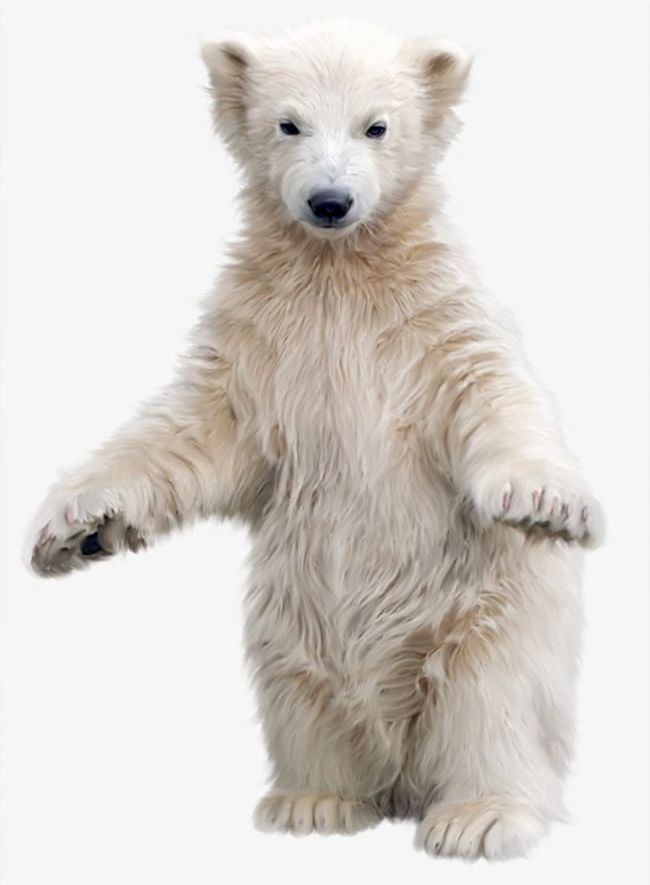 Polar Bear PNG, Clipart, Animal, Bear, Bear Clipart, Canine, Cute Free PNG Download