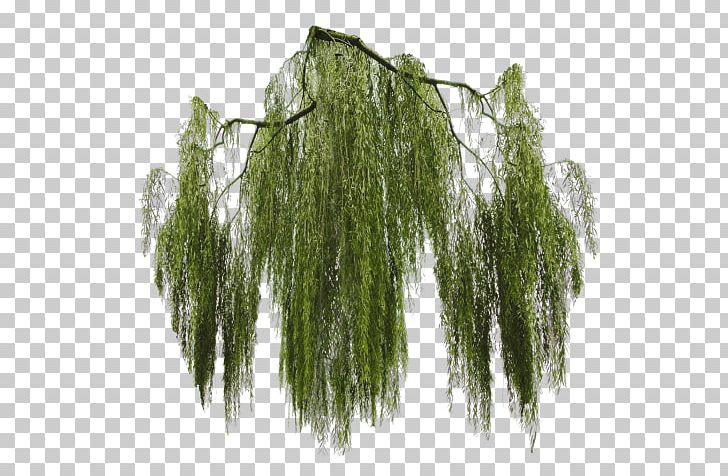Weeping Willow Tree PNG, Clipart, Acer Dissectum, Branch, Clip Art, Encapsulated Postscript, Evergreen Free PNG Download