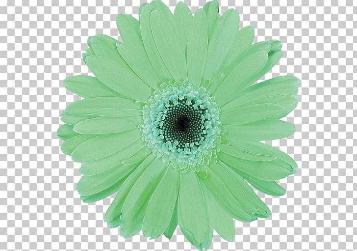 Chrysanthemum Gerbera Jamesonii Common Daisy Cut Flowers Daisy Family PNG, Clipart, Annual Plant, Artificial Flower, Chrysanthemum, Chrysanths, Common Daisy Free PNG Download