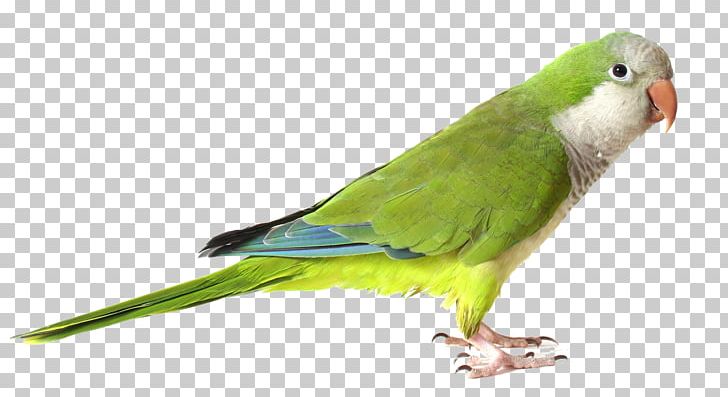 Monk Parakeet Parrot Bird Green PNG, Clipart, Animal, Animals, Background Green, Beak, Bird Free PNG Download