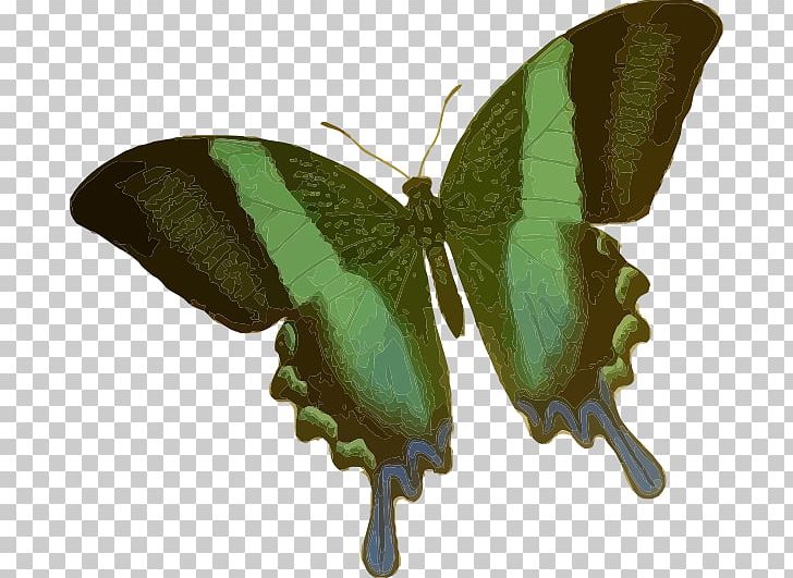 Butterfly Green PNG, Clipart, Animal, Arthropod, Bombycidae, Brush Footed Butterfly, Butterfly Free PNG Download