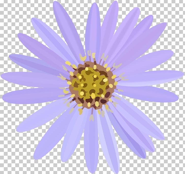 Computer Icons PNG, Clipart, Annual Plant, Aster, Chrysanths, Closeup, Computer Icons Free PNG Download