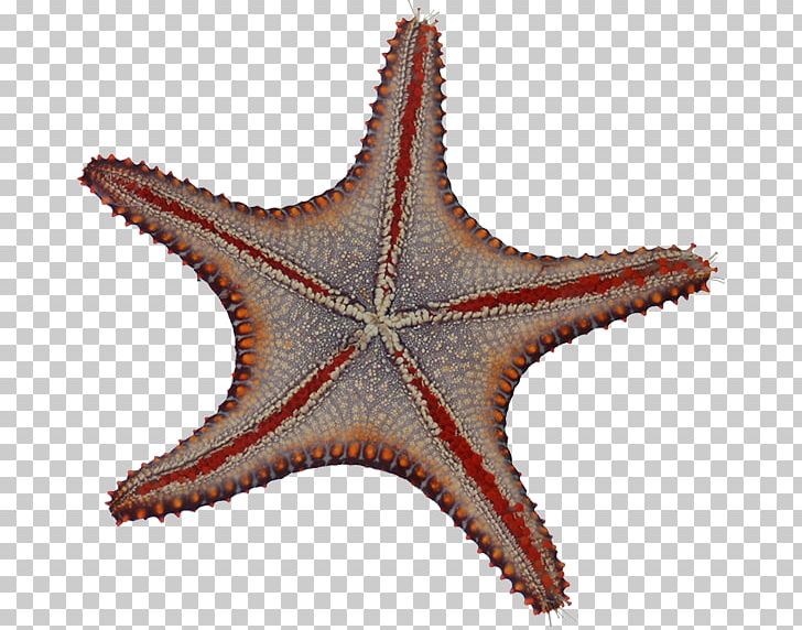 Starfish Echinoderm Microscope Mexico Drawing PNG, Clipart, Animal, Animals, Bacteria, Biodiversity, Drawing Free PNG Download