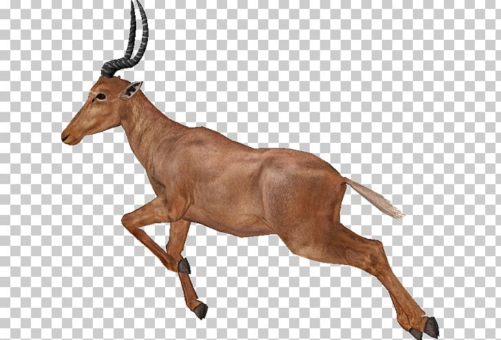Gazelle Impala Antelope Deer Zoo Tycoon PNG, Clipart, Animal, Animal Figure, Animals, Antelope, Blackbuck Free PNG Download