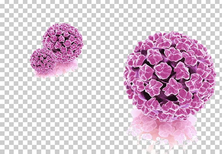 Genital Human Papillomavirus Infection Disease PNG, Clipart, Cancer, Cut Flowers, Disease, Flower, Infection Free PNG Download