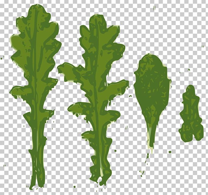 Leaf Common Groundsel Daisy Family Herbaceous Plant Woolly Senecio PNG, Clipart, Daisy Family, Grass, Greens, Herb, Herbaceous Plant Free PNG Download