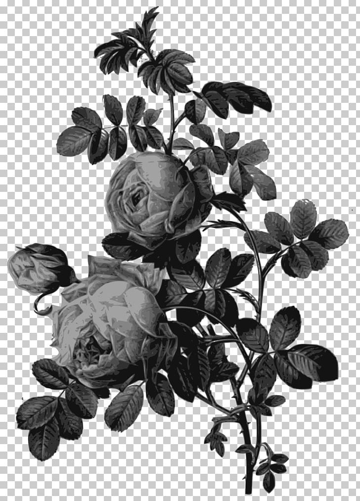 Roses Painting Art Drawing PNG, Clipart, Art, Art Museum, Black And White, Botany, Branch Free PNG Download