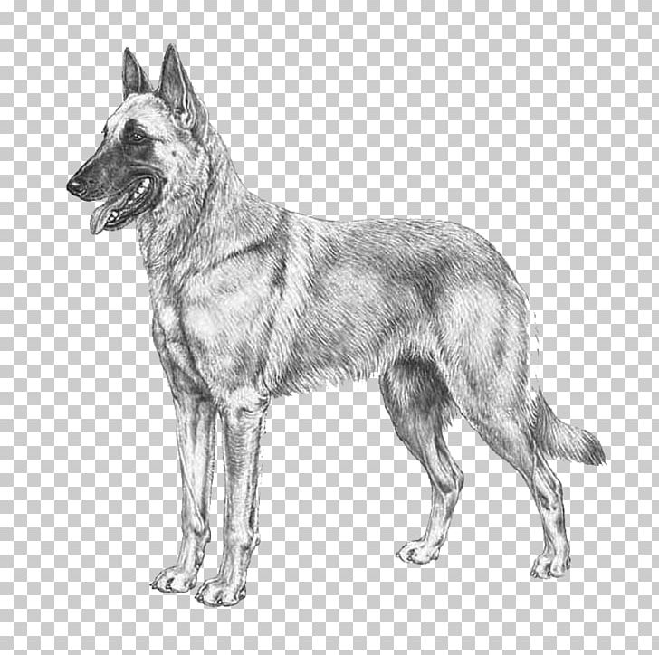 Czechoslovakian Wolfdog Kunming Wolfdog Tervuren Saarloos Wolfdog German Shepherd PNG, Clipart, Belgian, Belgian Shepherd, Carnivoran, Dog Breed, Dog Breed Group Free PNG Download