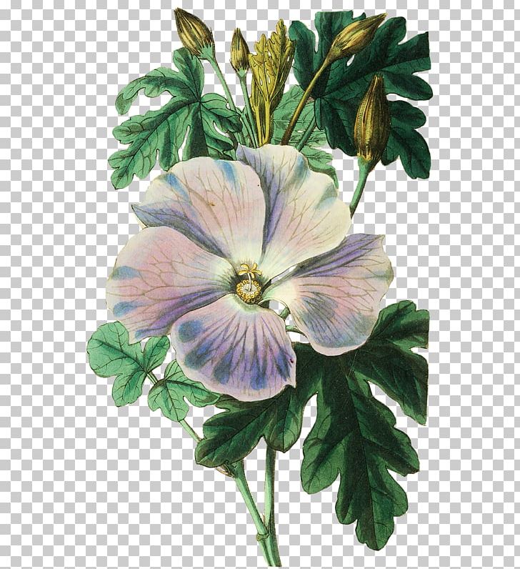 Botanical Illustration Botany Watercolor Painting Shoeblackplant PNG, Clipart, Botanical Illustration, Botany, Others, Watercolor Painting Free PNG Download