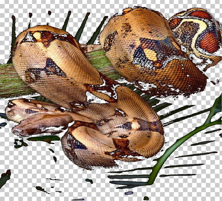 Rat Snake Garter Snake Western Green Mamba Acrochordus Granulatus PNG, Clipart, Acrochordidae, Ahaetulla Prasina, Animals, Arthropod, Black Rat Snake Free PNG Download