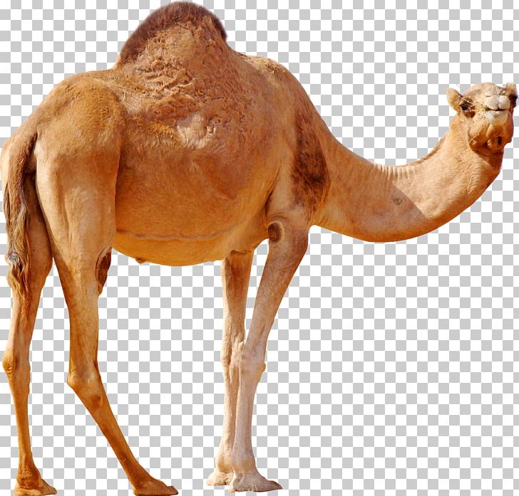 Dromedary Bactrian Camel High-definition Video Desktop PNG, Clipart, 5k Resolution, Animals, Arabian Camel, Bactrian Camel, Camel Free PNG Download