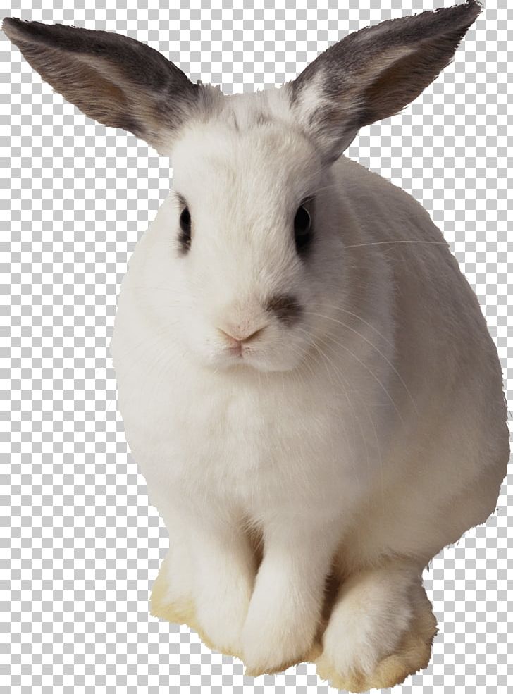 Easter Bunny Rabbit PNG, Clipart, Amor, Animal, Animals, Art White, Biology Free PNG Download