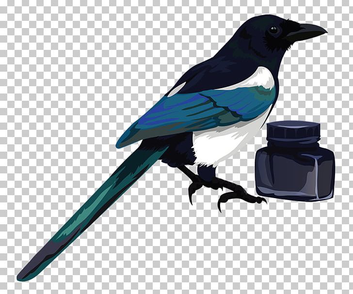 Eurasian Magpie Bird PNG, Clipart, Animals, Art, Beak, Bird, Clip Art Free PNG Download