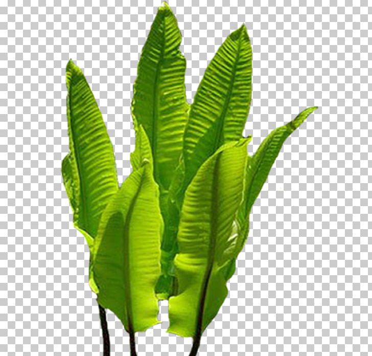 Portable Network Graphics Ostrich Fern Plant Stem Daytime PNG, Clipart, Author, Autumn, Banana Leaf, Daytime, Fern Free PNG Download