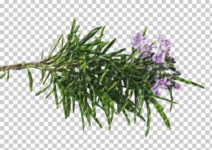 Rosemary Oil Peppermint Plant Tea PNG, Clipart, Caraway, Fiore, Flower, Food, Food Drinks Free PNG Download