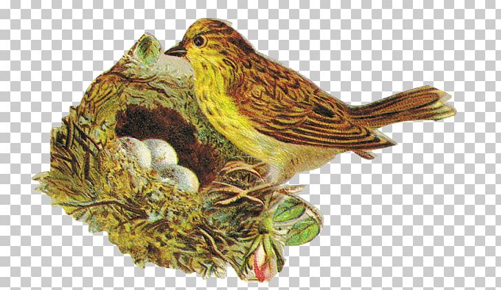 Victorian Era Finches Bokmärke Bird Beak PNG, Clipart, American Sparrows, Beak, Bird, Bird Food, Bird Nest Free PNG Download