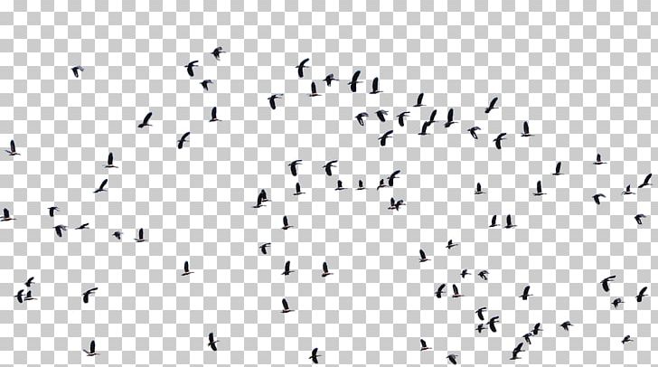 Bird Flock Architecture Art PNG, Clipart, Angle, Animal Migration, Animals, Architectural Rendering, Architecture Free PNG Download