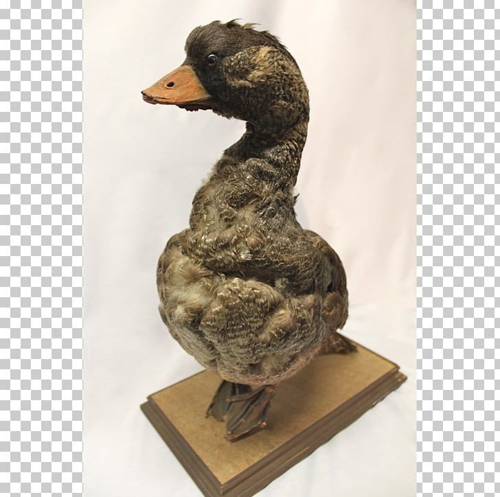 Duck Goose Water Bird Anatidae PNG, Clipart, Anatidae, Animal, Animals, Beak, Bird Free PNG Download