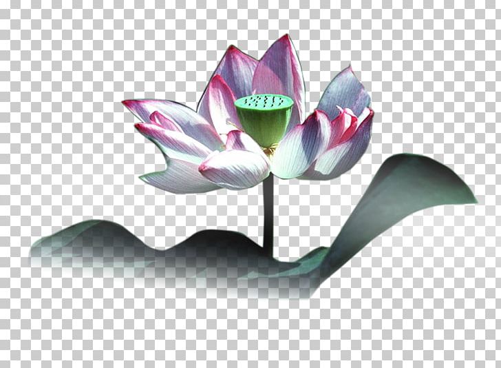 Nelumbo Nucifera PNG, Clipart, Chemical Element, Chinese, Computer Wallpaper, Download, Encapsulated Postscript Free PNG Download