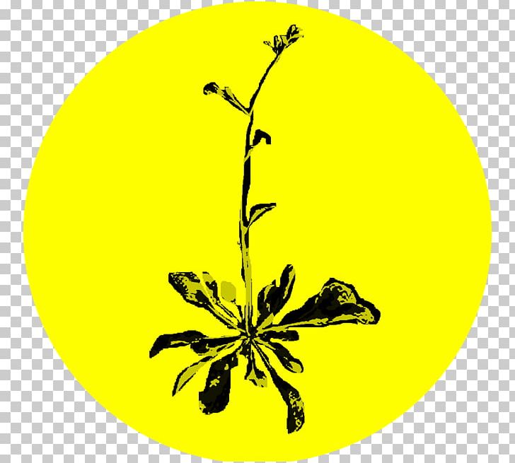 Spokane Noxious Weed Pollinator Flower PNG, Clipart, Black And White, Branch, Circle, Flora, Flower Free PNG Download