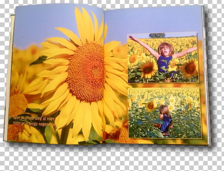 Sunflower Seed Child Photo-book PNG, Clipart, Child, Daisy Family, Flower, Flowering Plant, Oboe Free PNG Download