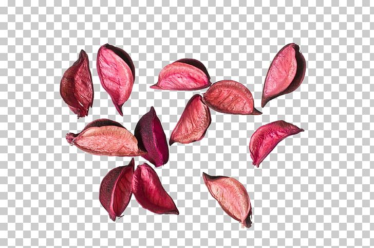 Flower Petal Rose PNG, Clipart, Bubble Tea, Designer, Download, Dried, Dried Flowers Free PNG Download