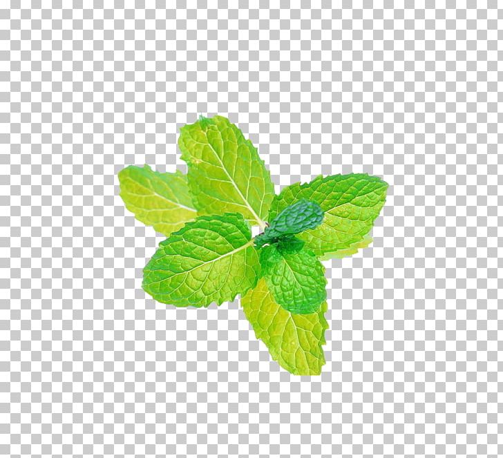 Peppermint Mentha Spicata Menthol Flavor Electronic Cigarette Aerosol And Liquid PNG, Clipart, Autumn Leaf, Crystal, Extract, Food, Green Free PNG Download