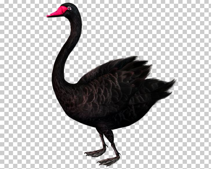 Black Swan Theory PNG, Clipart, Animal, Animals, Background Black, Beak, Bird Free PNG Download