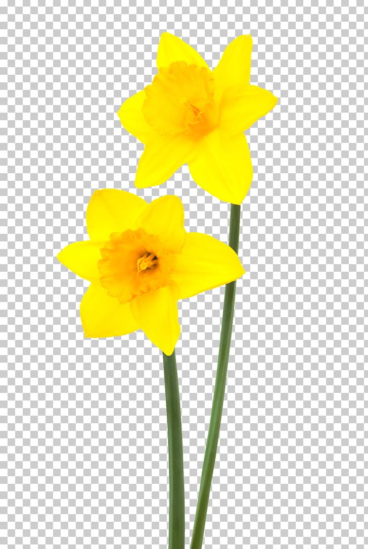 Daffodil Narcissus Flower Desktop PNG, Clipart, Amaryllis Family, Blog, Cut Flowers, Daffodil, Desktop Wallpaper Free PNG Download