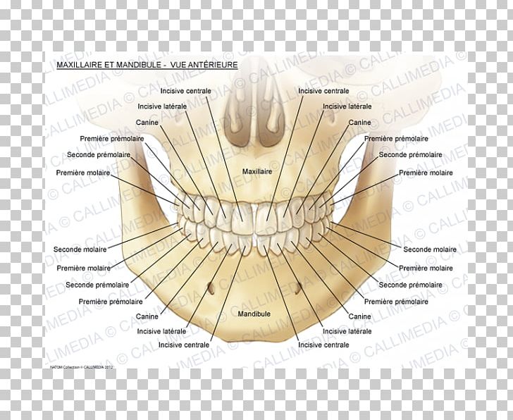 Maxilla Mandible Head And Neck Anatomy Mandibular Nerve PNG, Clipart, Anatomy, Angle, Bone, Diagram, Head And Neck Anatomy Free PNG Download