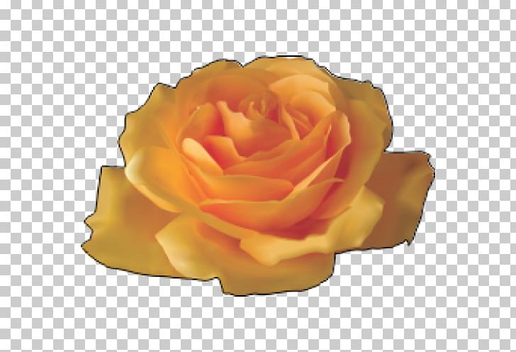 Rose Flower Yellow PNG, Clipart, Color, Cut , Desktop Wallpaper, Floribunda, Florist Free PNG Download