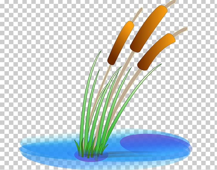 Typha Latifolia Pond PNG, Clipart, Aquatic Plants, Cary, Cattail, Clip Art, Download Free PNG Download