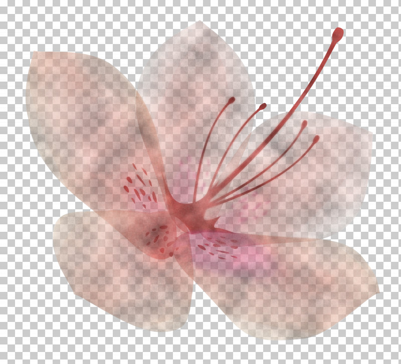 Azalea Spring Flower Azalea Flower PNG, Clipart, Azalea, Azalea Flower, Blossom, Cherry Blossom, Flower Free PNG Download