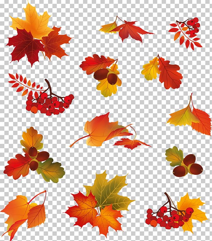 Autumn Leaf Color PNG, Clipart, Autumn, Autumn Leaf Color, Autumn Leaves, Berry, Drawing Free PNG Download